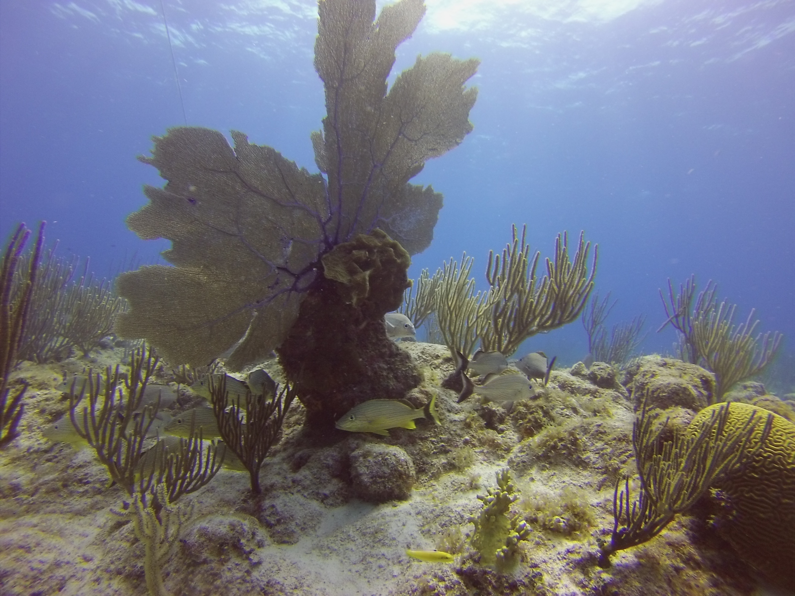 Coral / Fish Cayman Islands