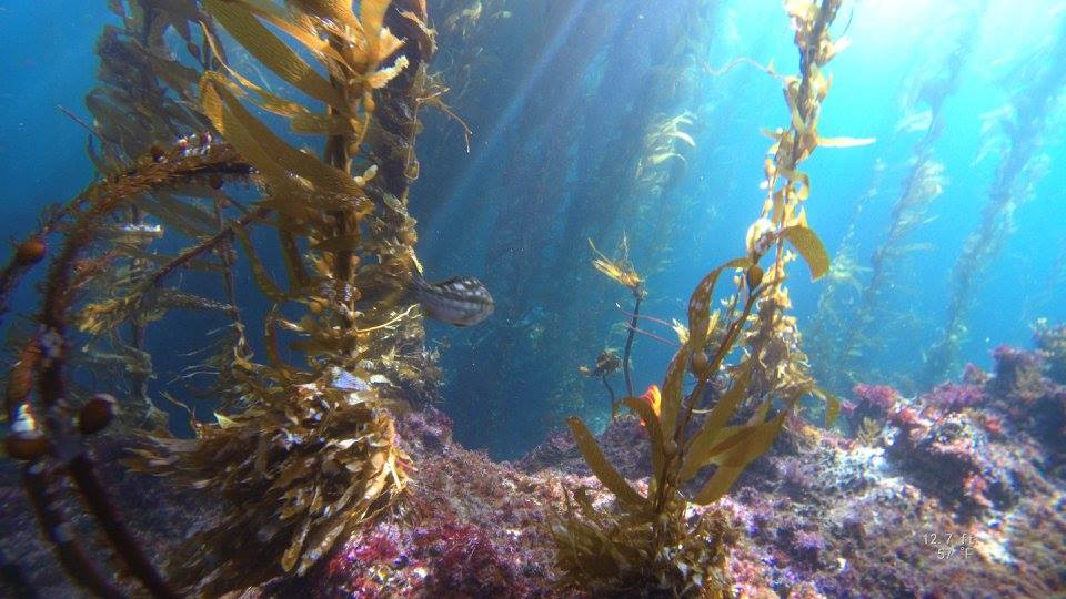 Channel Islands Kelp Forest